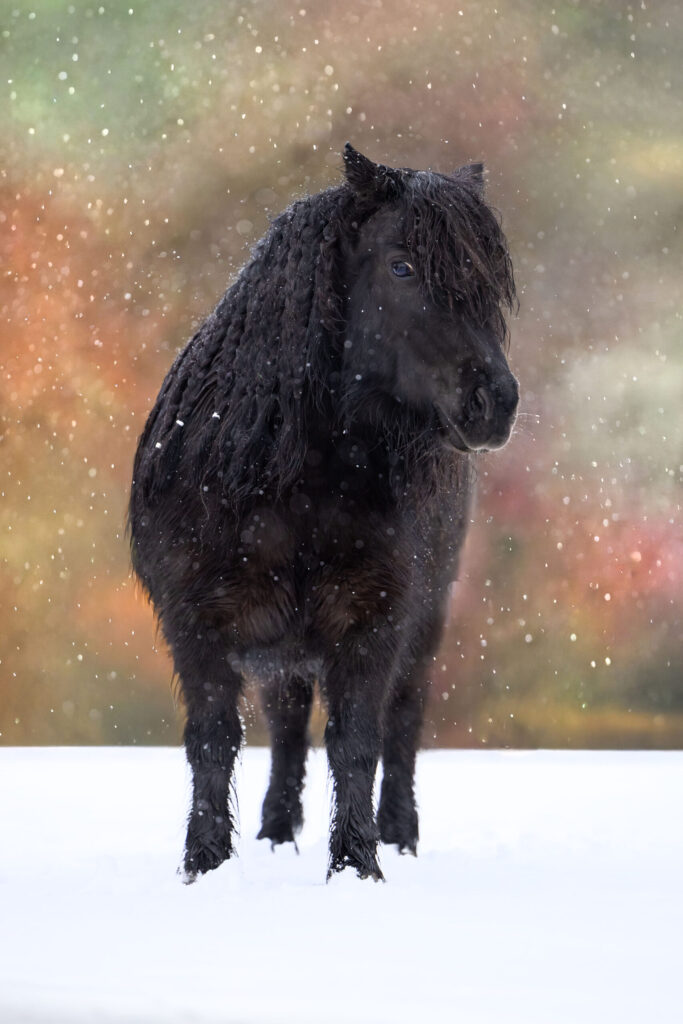 Seelenshooting mit Pferd oder Hund Ansbach