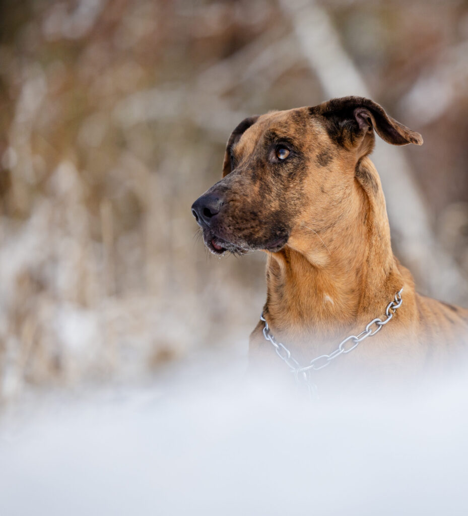 Hundefotografie Ansbach