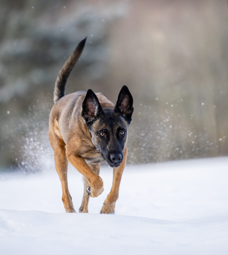 Hundefotografie Ansbach