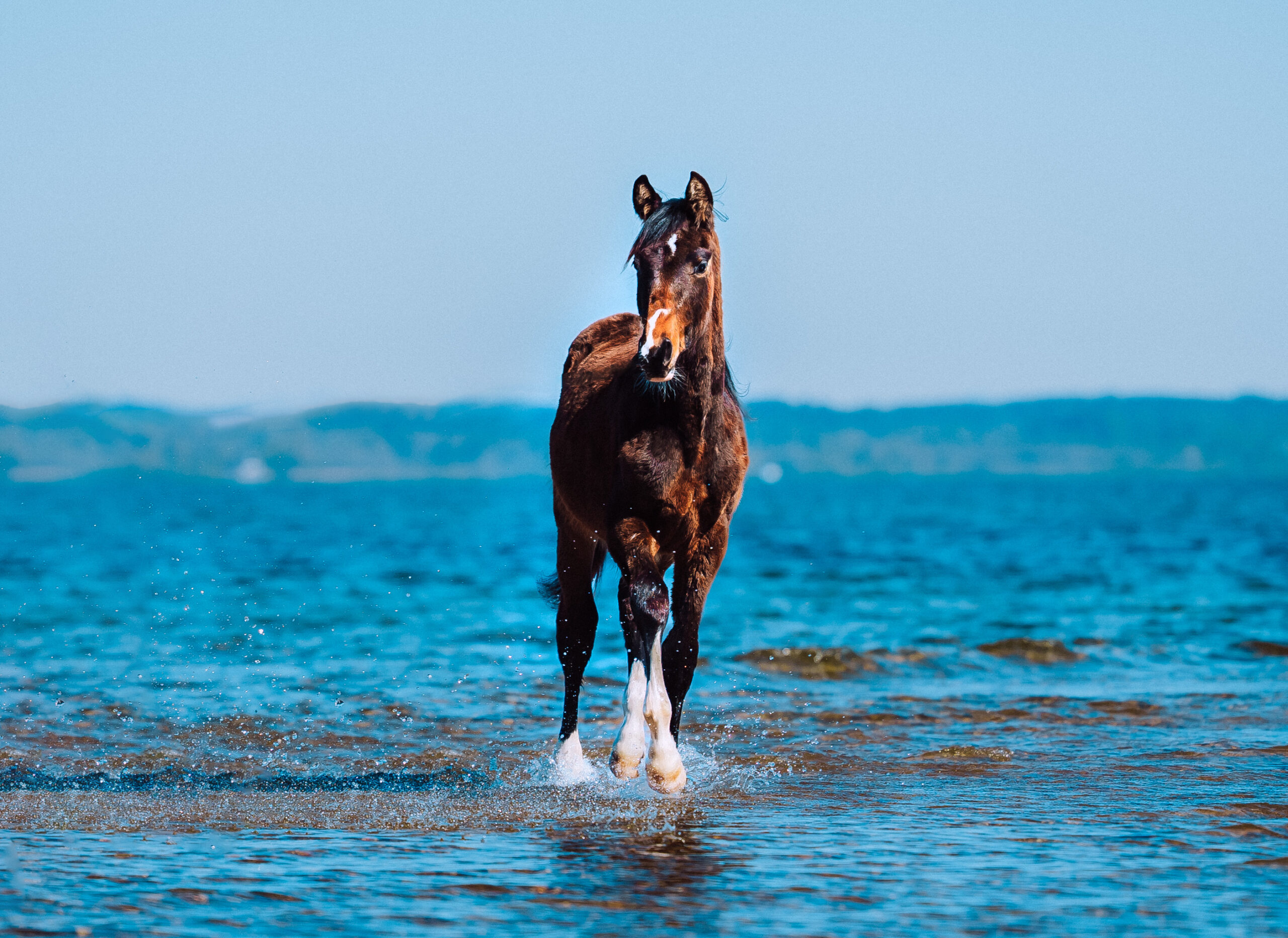 Fohlenbegleitung Bayern