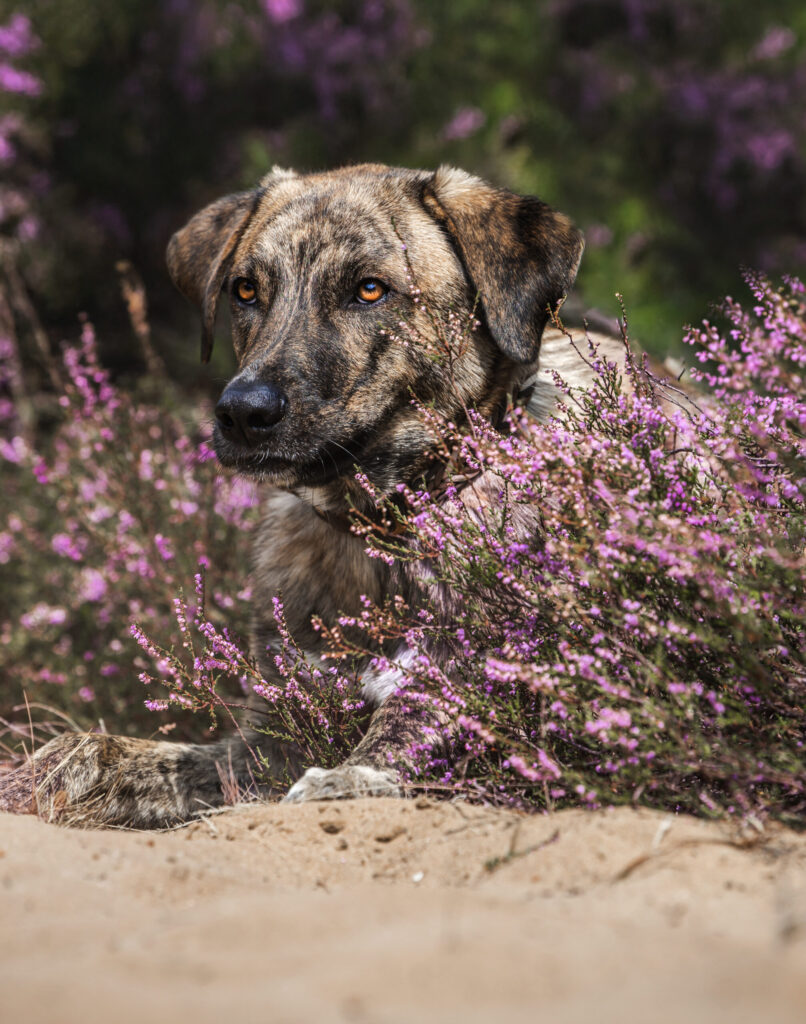 Hundefotografie Mittelfranken