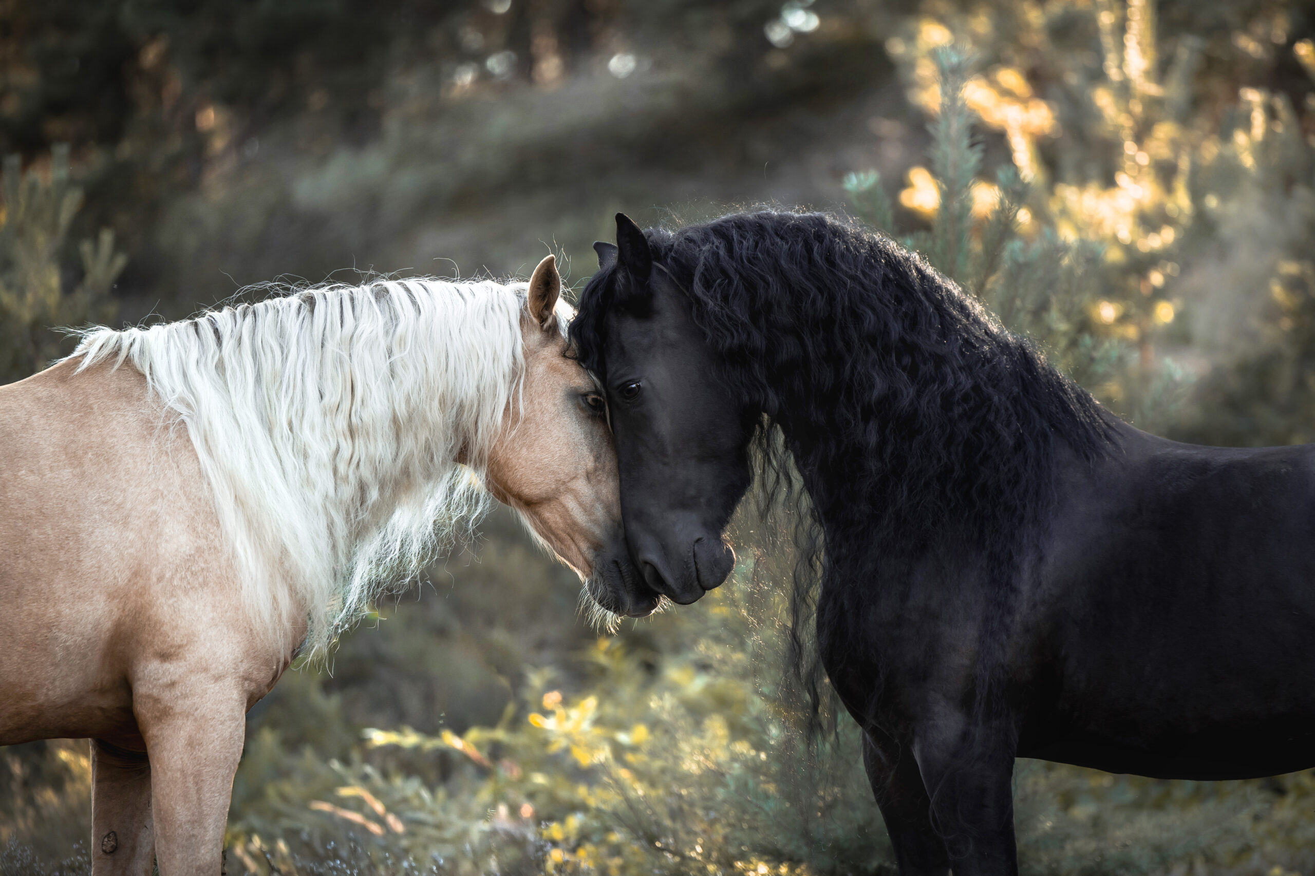 Deine Tierfotografin aus Ansbach