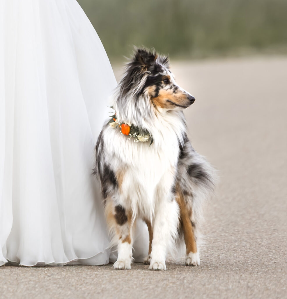 Hundefotografie After Wedding in Ansbach
