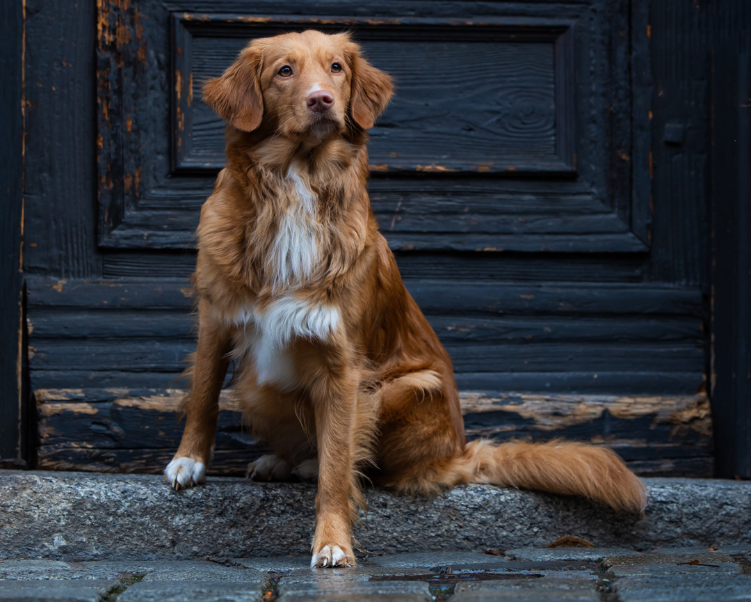 Hundefotografie in Ansbach Moody