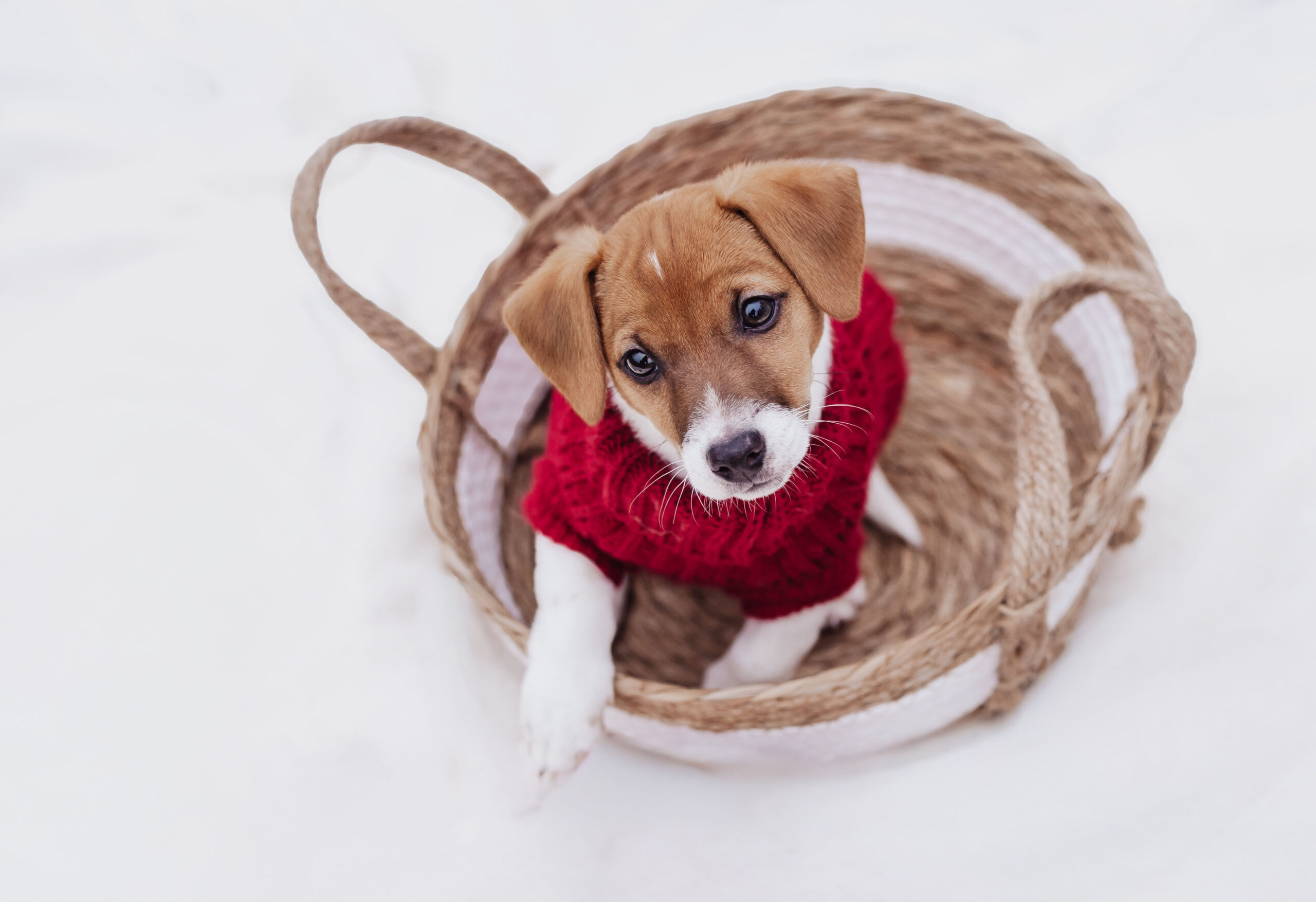 Welpenfotografie in Ansbach