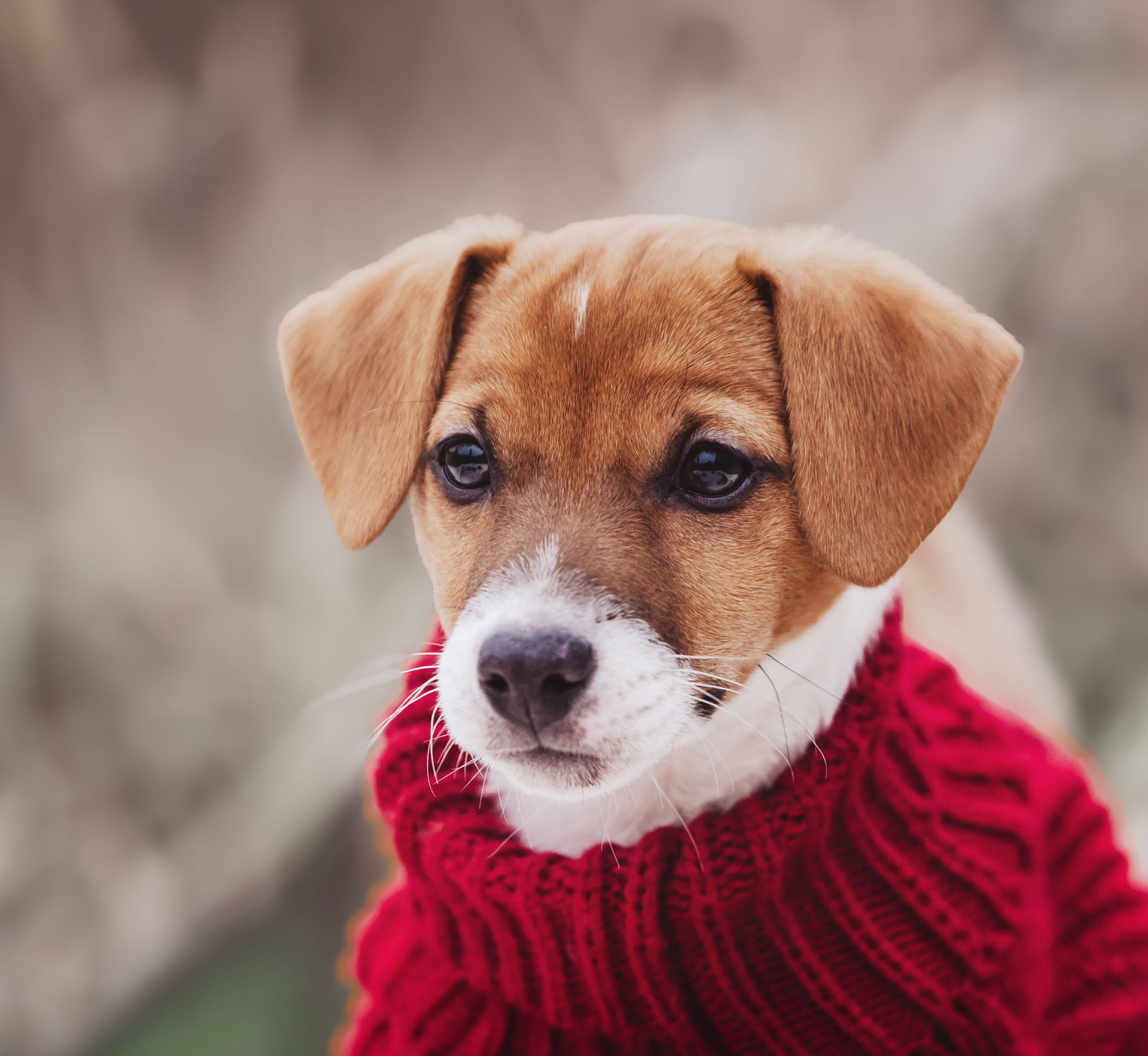 Züchterpakete Hund Mittelfranken
