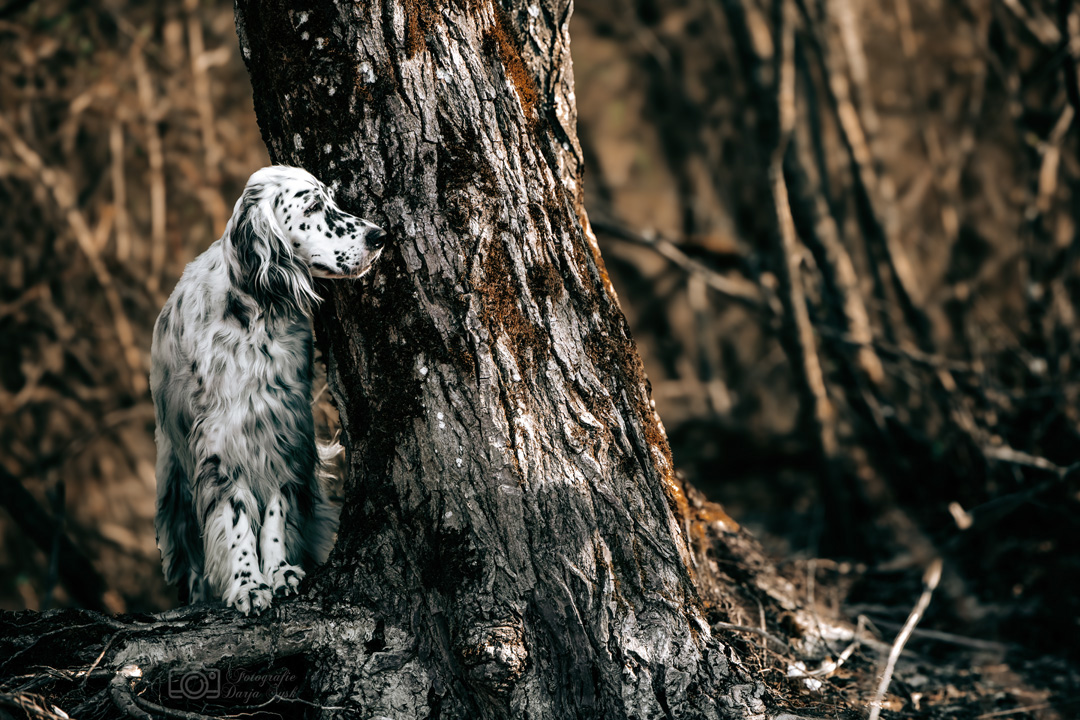 Hundefotografie im Wald in Bayern