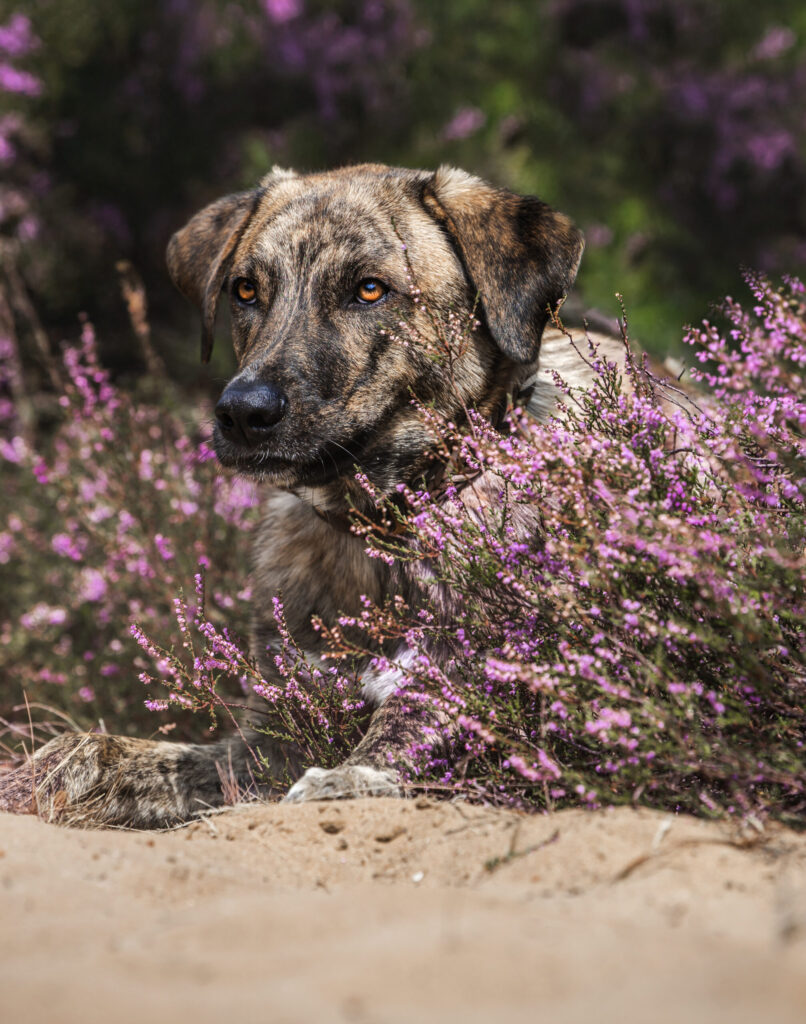 Hundefotografie im Sommer in Mittelfranken