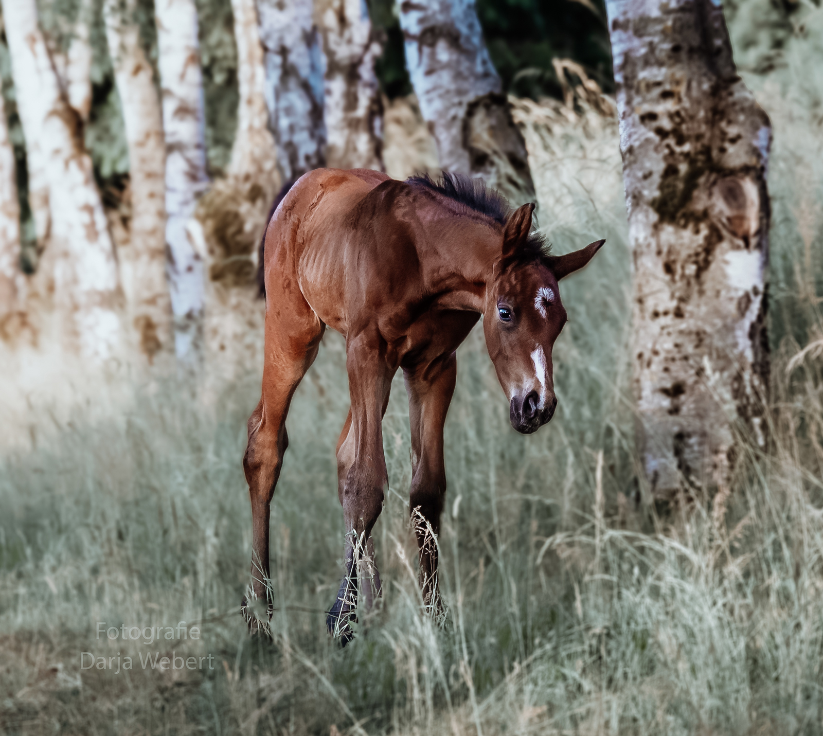 Fohlenfotografie in Mittelfranken