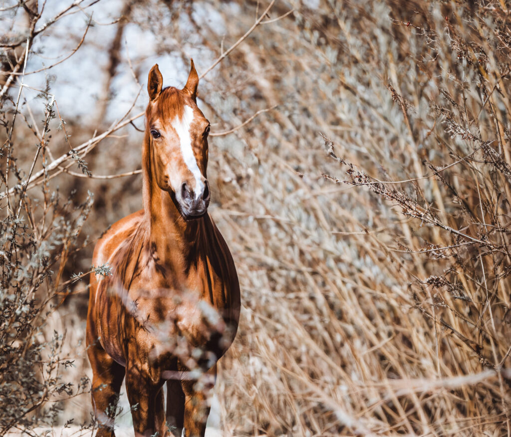 Pferdefotografie Araberstute in Bayern
