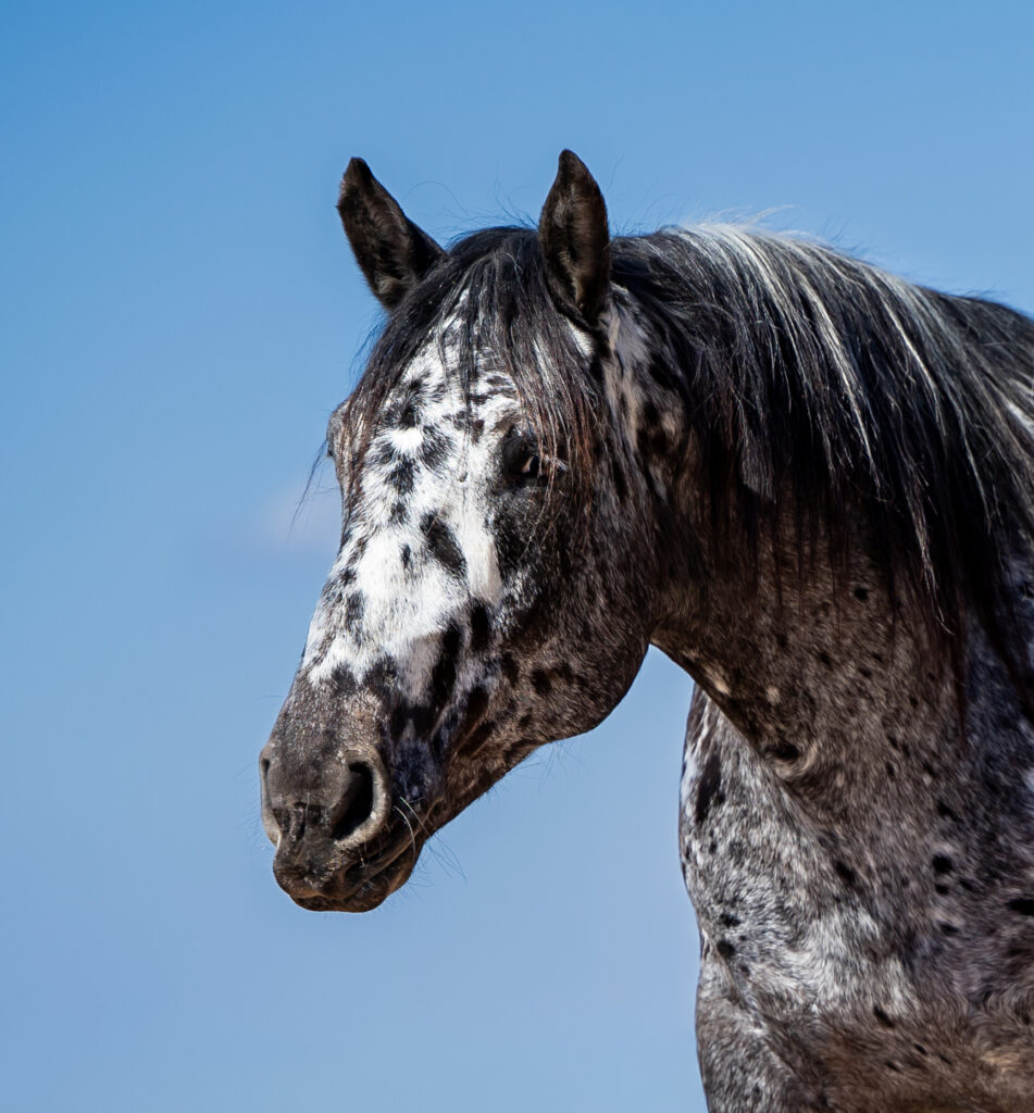 Pferdefotografie Ansbach