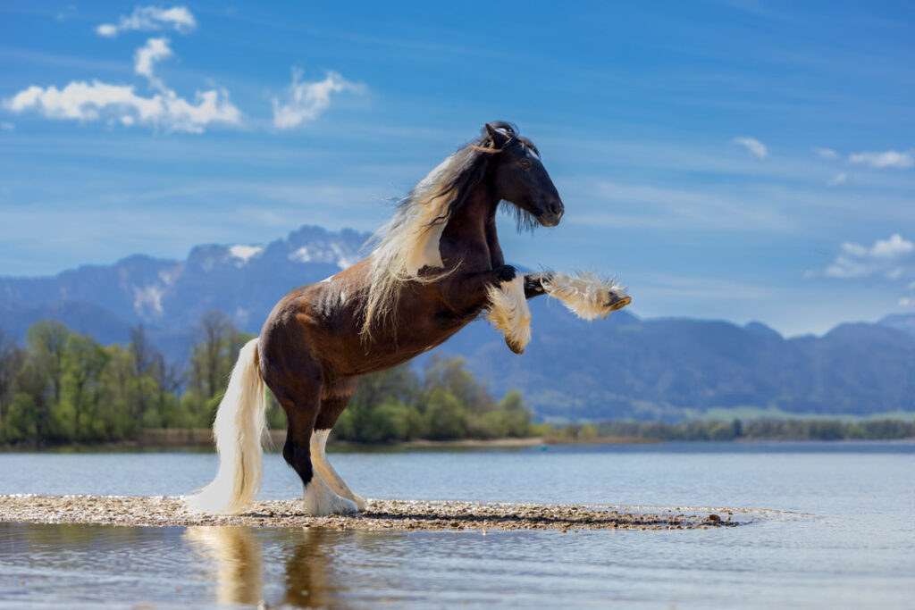 Pferdeactionshooting