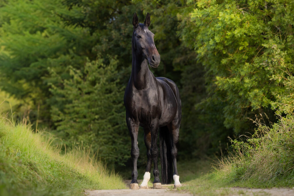 Pferdefotografie Mittelfranken