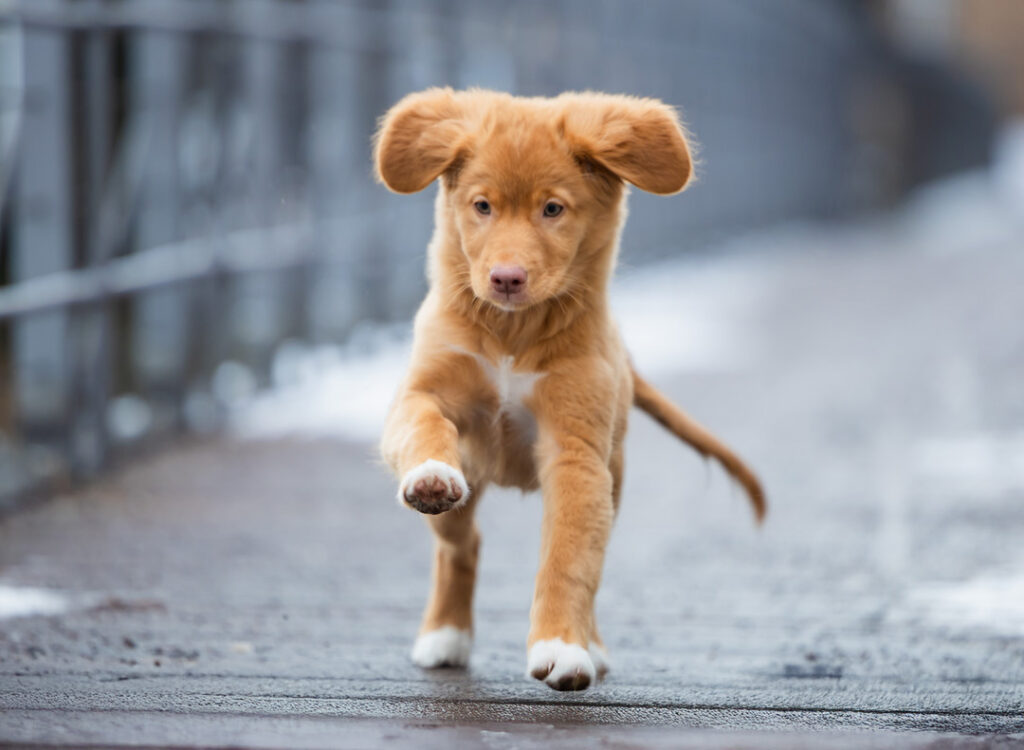 Hundefotografie in Nürnberg